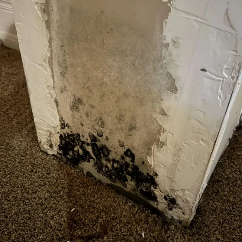 Professional Mold Removal in Fishersville, VA